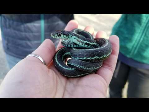 Species spotlight: Garter Snakes