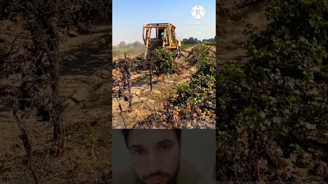 Bulldozer Removing Plants 