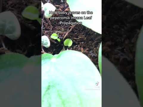 Βίντεο: Σπορά σπόρων Peperomia – Μπορείτε να καλλιεργήσετε Peperomia από σπόρους