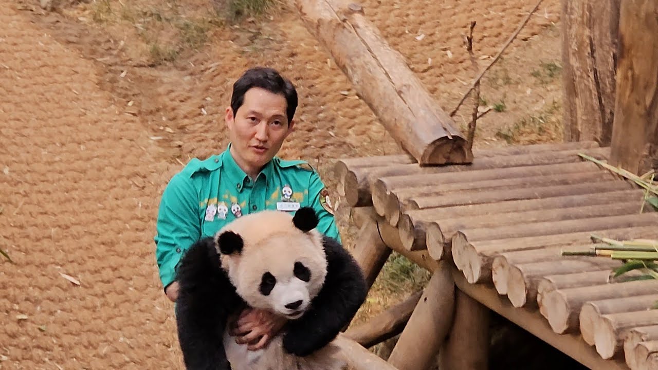 24.05.21 💖 RUIBAO & HUIBAO 💖 후이 빈집털이 성공 ㅋㅋ 사육사실이 궁금해 💖 아기맘마단 퇴근영상 💖