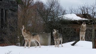 Howling pack of wolves in an abandoned village [Chernobyl zone] | Film studio aves