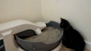 Kitten fighting with the litter box