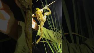 Giant Frogs With A Blowgun #blowguns #blowgunhunting #froghunting #archery #bowsandarrows #survival