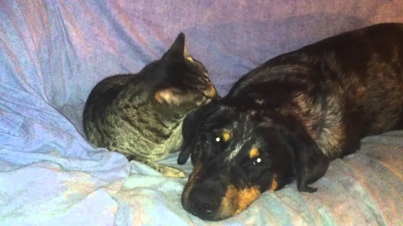 Chien et chat qui font un gros calin.