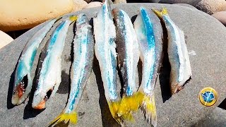 Como SALAR el PEJERREY para pesca de LENGUADOS