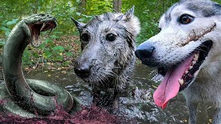 СОБАКИ ПОПАЛИ В БОЛОТО! Не для слабонервных! СОБАКИ ПОПАЛИ В БОЛОТО! Не для слабонервных!