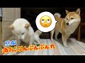 旦那Q太郎ちゃん、激おこぷんぷん丸😡 #柴犬夫婦