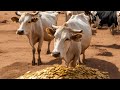 Road to top1  ffa nomad  malian cow boom goes boom boom