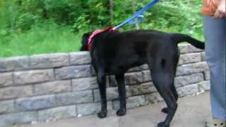 Barkley - Adoptable Dog For Lucky Lab Rescue
