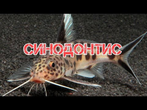 СИНОДОНТИС ИЛИ СОМ ПЕРЕВЕРТЫШ. УХОД И СОДЕРЖАНИЕ В АКВАРИУМЕ