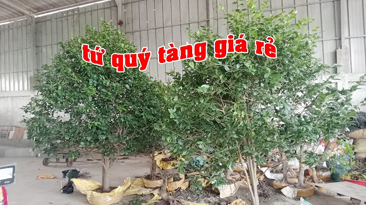 Hoa mai tứ quý giá bao nhiêu