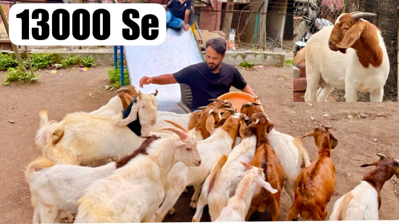 Boer Kids 13000, Gulabi Kota 27000 & Saanen Kids at Inaaya Goat Farm Pune