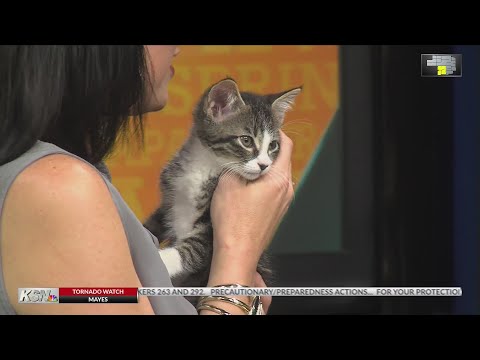 Video: Joplin Humane Society dobi novo in izboljšano Play Yard zahvaljujoč vaši pomoči!