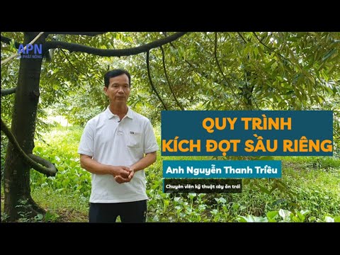 APN - QUI TRÌNH TẠO CƠI ĐỌT SẦU RIÊNG -  KÍCH ĐỌT & KÍCH KHÁNG BỆNH