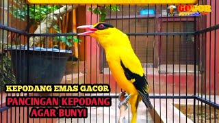 Pancingan Burung Kepodang Emas Gacor