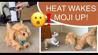 Skyrocket Moji the Lovable Labradoodle  Heat wakes him up! Plus interaction with Scout the  AIBO