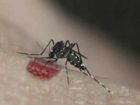 Video: Kesesuaian Iklim Masa Depan Dan Jangkaan Amerika Utara Untuk Nyamuk Harimau Asia Aedes Albopictus