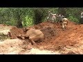 Elephant rescued from trap : a feel-good success story from India