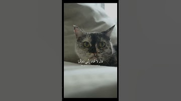 اكتب شيء تؤجر عليه❤️.   #قرآن #تلاوة_خاشعة #شريف_مصطفى #اكسبلور