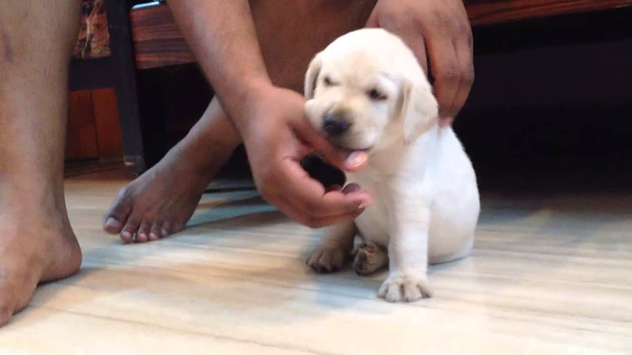 cute baby labrador