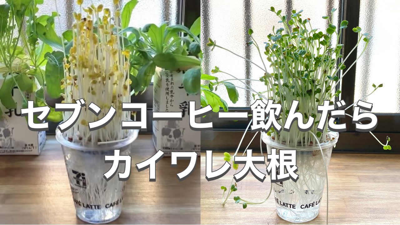 カイワレ大根はセブンコーヒーカップ＋100均鉢底ネットがおすすめ