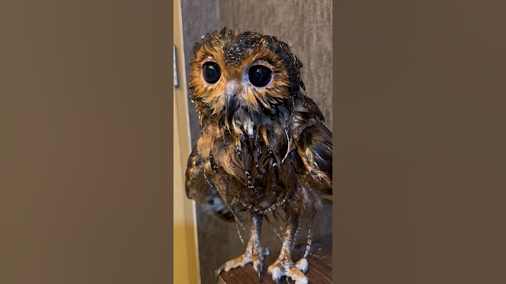 Bibib si Burunghantu mau mandi!! #burunghantu #owl #animalfunny #animals #cute #funny #funnyvideo
