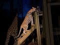 🐯🐶🐱 Brave Cat Jumps on Tiger to Protect the House | CCTV Animal World