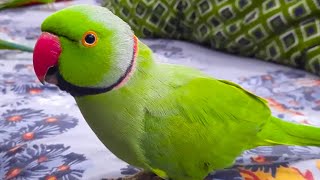 Parrots Dancing And Speaking In Urdu Hindi With Each Other by Talking Parrot 4,876 views 2 months ago 2 minutes, 37 seconds