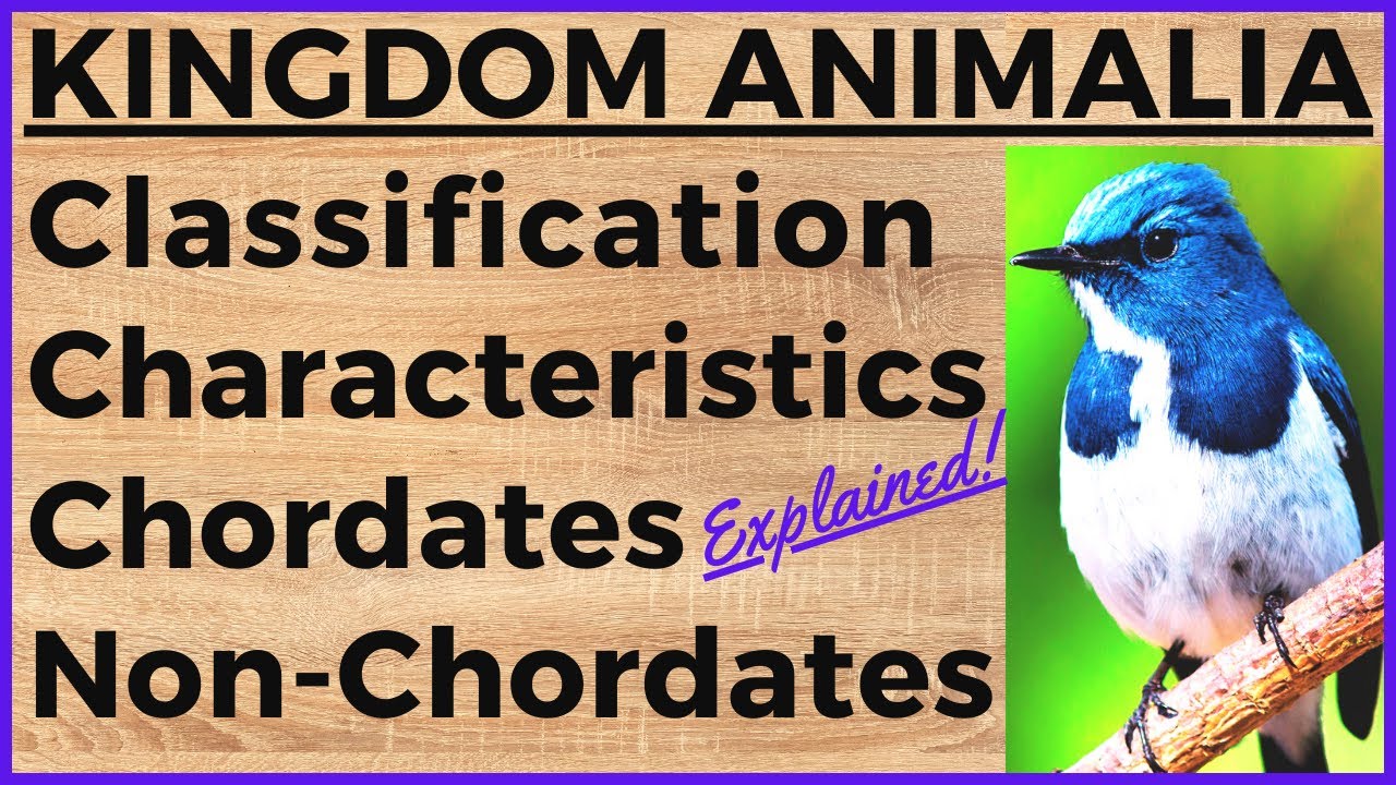 animal-kingdom-basis-of-classification-chordate-and-non-chordate