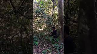 Survival in the woods survival forest natural animals shelter bushcraft catching trap