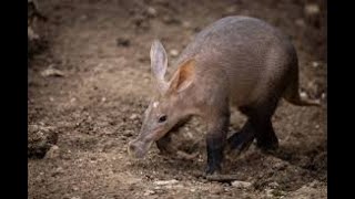 aardvark cam 2