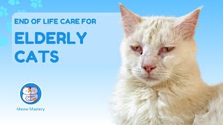 Breaking the Taboo: Discussing End-of-Life Care for Elderly Cats by Meow Mastery 468 views 2 months ago 5 minutes, 15 seconds