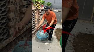 Chhipakali ki farming 🤯 #sports #shorts