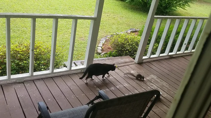 Troll and the squirrel