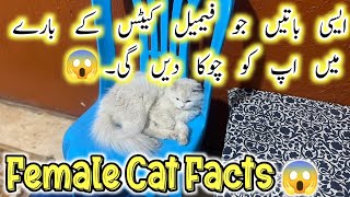 6 Surprisingly Fascinating Facts About Female Cats ||  Persian cat facts || The Casper Home Channel