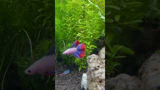 #shorts #aquarium #betta