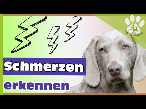 Video: Neuropathische Schmerzen Bei Hunden