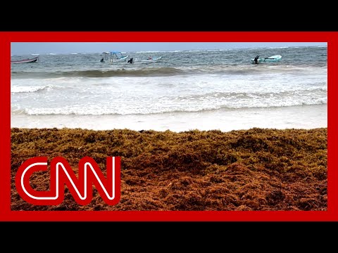 A giant blob of seaweed is headed to Florida. Here’s why it&#039;s not like a red tide