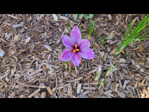 Video: Harvesting Saffron Crocus - När och hur man skördar saffran