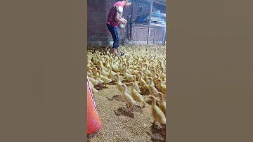 لازم يكون اكل البط بهذه الطريقه فراخك عندنا طبط عليقة البط ازاي اخلي البط يكبر بسرعه فرنساوي بكيني 