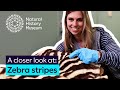 Zebra Stripes and Their Functions