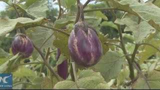 Chinese technology  boosts farming in Ghana