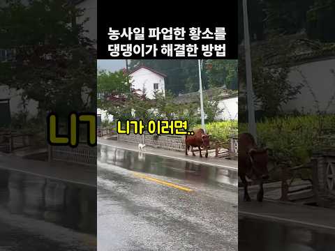 댕댕이가 고집센 황소를 다스리는 방법. 개똑똑해 thumbnail
