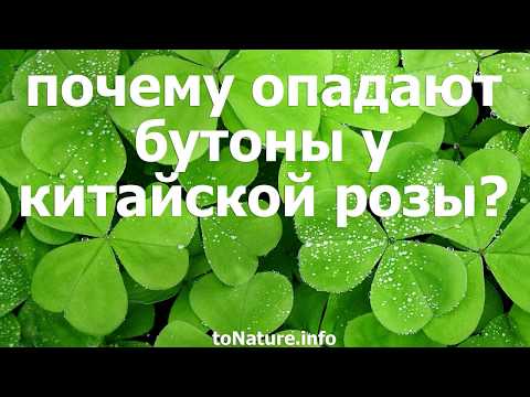 Почему опадают бутоны у китайской розы?