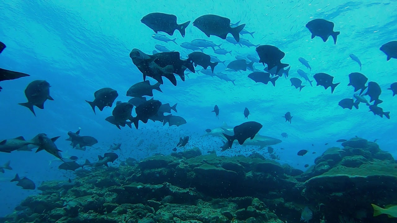 Happy Corner / Lucky Reef - Meemu atoll - Maldives - MY Sheena - January 2020