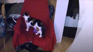 Cat-Mirror-Attack 2013[HD]