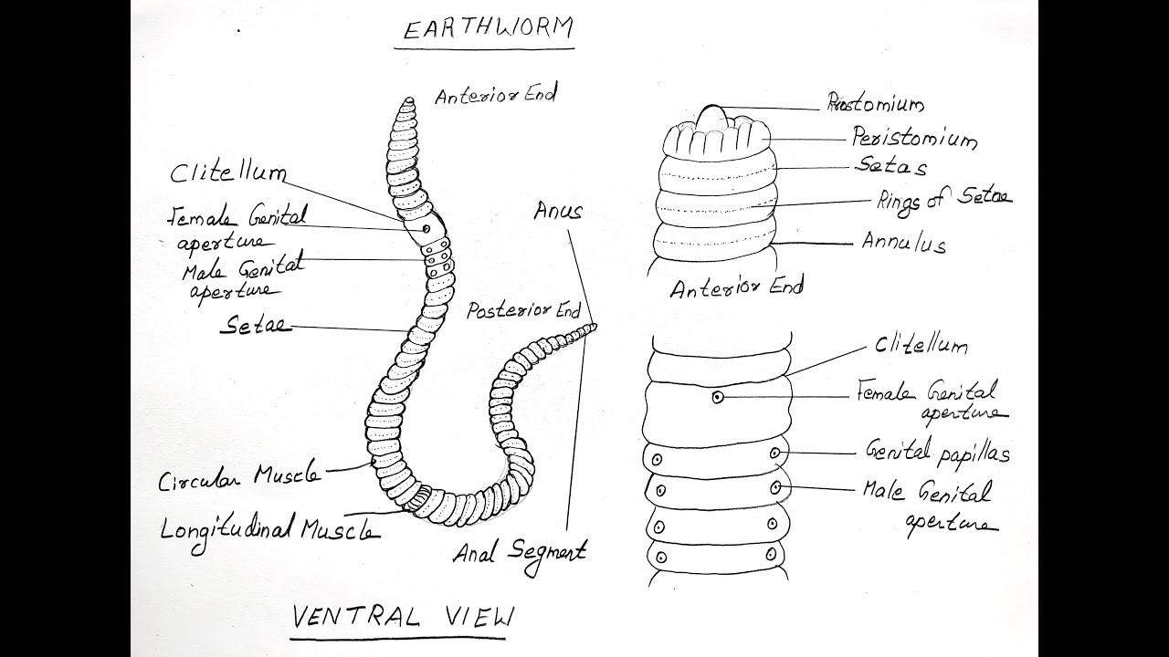 EARTHWORM DIAGRAM FOR CLASS 11 BIOLOGY 