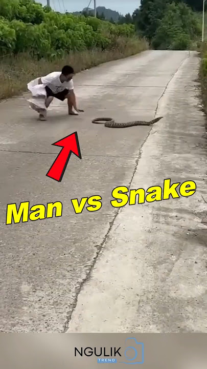 He Tried Catching a Wild Snake... With a Sack?! #shortsfeed #funny