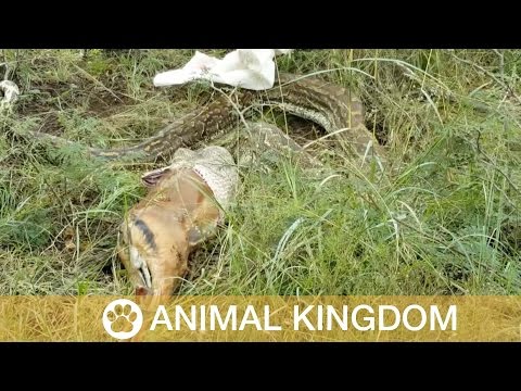 4 Metre Python Spits Out Deer