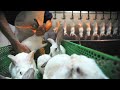 How rabbit meat is made  knowing this will change your look at rabbit farming for ever